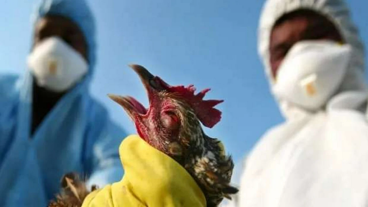 بعد إعلان أول حالة وفاة.. الصحة العالمية توجه إرشادات هامة لحماية نفسك وأسرتك من متحور إنفلونزا الطيور