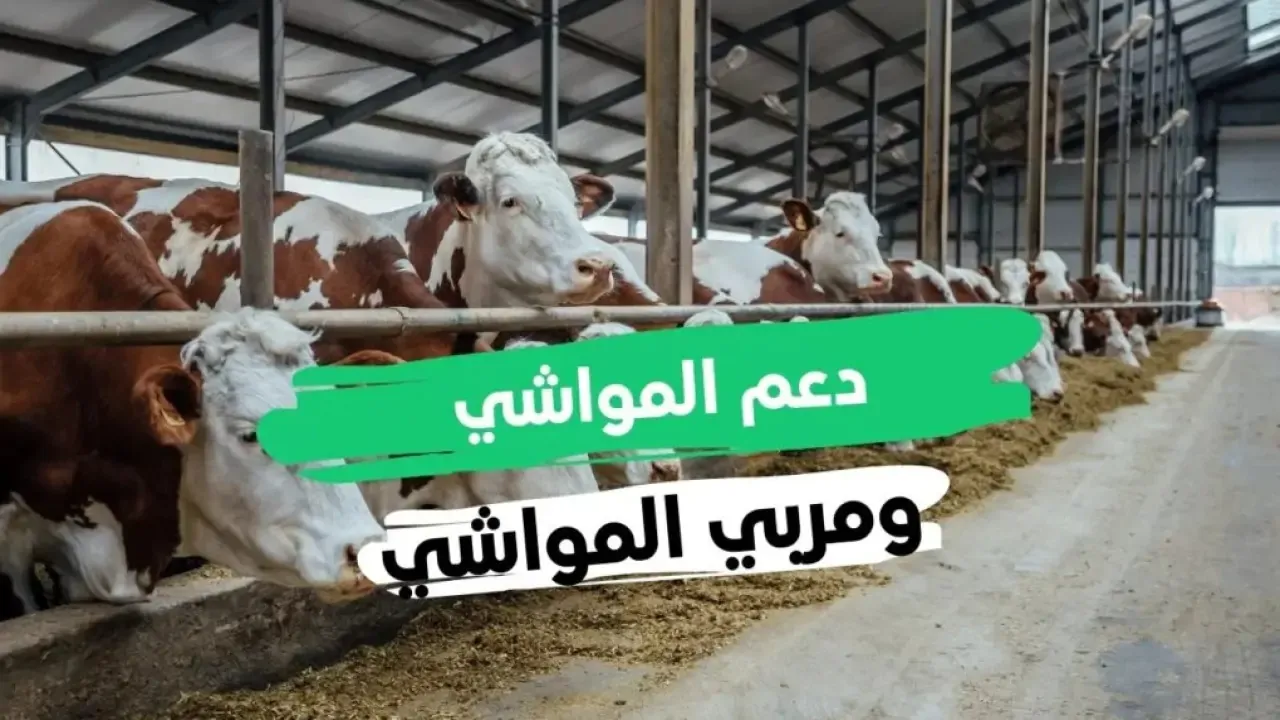 ‏سجل دحين.. شروط التسجيل في دعم المواشي 1446 للقبول