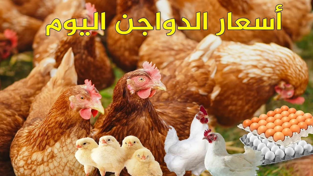 توقعات صادمة لأسعار الدواجن والبيض في الأسواق الفترة المقبلة.. تعرف على سعر الدواجن اليوم 🐔🥚